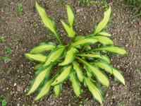 /album/fotogalerie-nabidka/hosta-first-mate-jpg1/